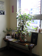 ���X�����